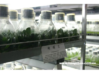 培菌玻璃瓶生产厂家,玻璃培养瓶批发